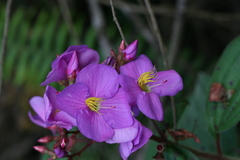 Osbeckia hispidissima